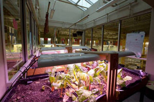 Burnaby-Mountain-Secondary-Plants-732x488